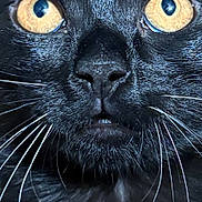 Sarah is registered to the contest to win money with this photo: cat, black_cat, close_up, whiskers, golden_eyes, fur, pet, animal, portrait, face, cute, curious, indoor, mammal, feline, looking, nose, animal_face, sharp_detail, macro