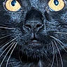 cat, black_cat, close_up, whiskers, golden_eyes, fur, pet, animal, portrait, face, cute, curious, indoor, mammal, feline, looking, nose, animal_face, sharp_detail, macro