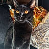 Sarah is registered to the contest to win money with this photo: black_cat, cat, pet, animal, whiskers, ears, amber_eyes, indoor, couch, blanket, floral_pattern, cozy, feline, portrait, close_up, fur, domestic_cat, sitting, curious, household