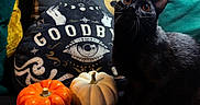 Sarah joined the competition — help win amazing prizes! black_cat, cat, pumpkin, orange_pumpkin, white_pumpkin, decorative_pillow, mystical_symbols, wording, goodbye, indoor, cozy, curious, wide_eyes, whiskers, black_fur, pets, autumn, halloween, still_life, home_decor