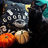 black_cat, cat, pumpkin, orange_pumpkin, white_pumpkin, decorative_pillow, mystical_symbols, wording, goodbye, indoor, cozy, curious, wide_eyes, whiskers, black_fur, pets, autumn, halloween, still_life, home_decor