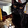 Sarah is registered to the contest to win money with this photo: black_cat, cat, pet, animal, indoor, closeup, orange_eyes, whiskers, fur, mirror, decor, bottle, container, table, curious, domestic_cat, feline, portrait, reflection, household