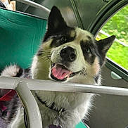 Riya participe au concours pour gagner de l'argent avec cette photo : animal, black_and_white, canine, close_up, collar, daylight, dog, fur, green_seat, happy, inside_vehicle, metal_bar, nature_background, pet, portrait, sitting, smiling, tag, tongue_out, window