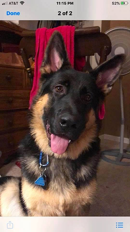 Ranger joined the competition — help win amazing prizes! canidae, carnivore, collar, companion_dog, dog, dog_breed, dog_collar, east_european_shepherd, fawn, fur, german_shepherd_dog, herding_dog, jaw, king_shepherd, old_german_shepherd_dog, snout, sporting_group, whiskers, working_animal, working_dog