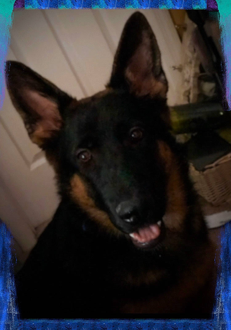 Ranger joined the competition — help win amazing prizes! blue, canidae, carnivore, companion_dog, dog, dog_breed, ear, fur, german_shepherd_dog, guard_dog, herding_dog, king_shepherd, old_german_shepherd_dog, picture_frame, snout, sporting_group, square, whiskers, working_animal, working_dog