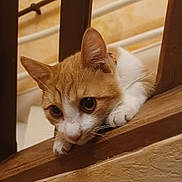 Pikachou participe au concours pour gagner de l'argent avec cette photo : cat, orange_cat, white_cat, pet, animal, curious, wooden_railing, stairs, close_up, indoor, feline, whiskers, paws, ears, cute, domestic_cat, looking_down, resting, young_cat, playful