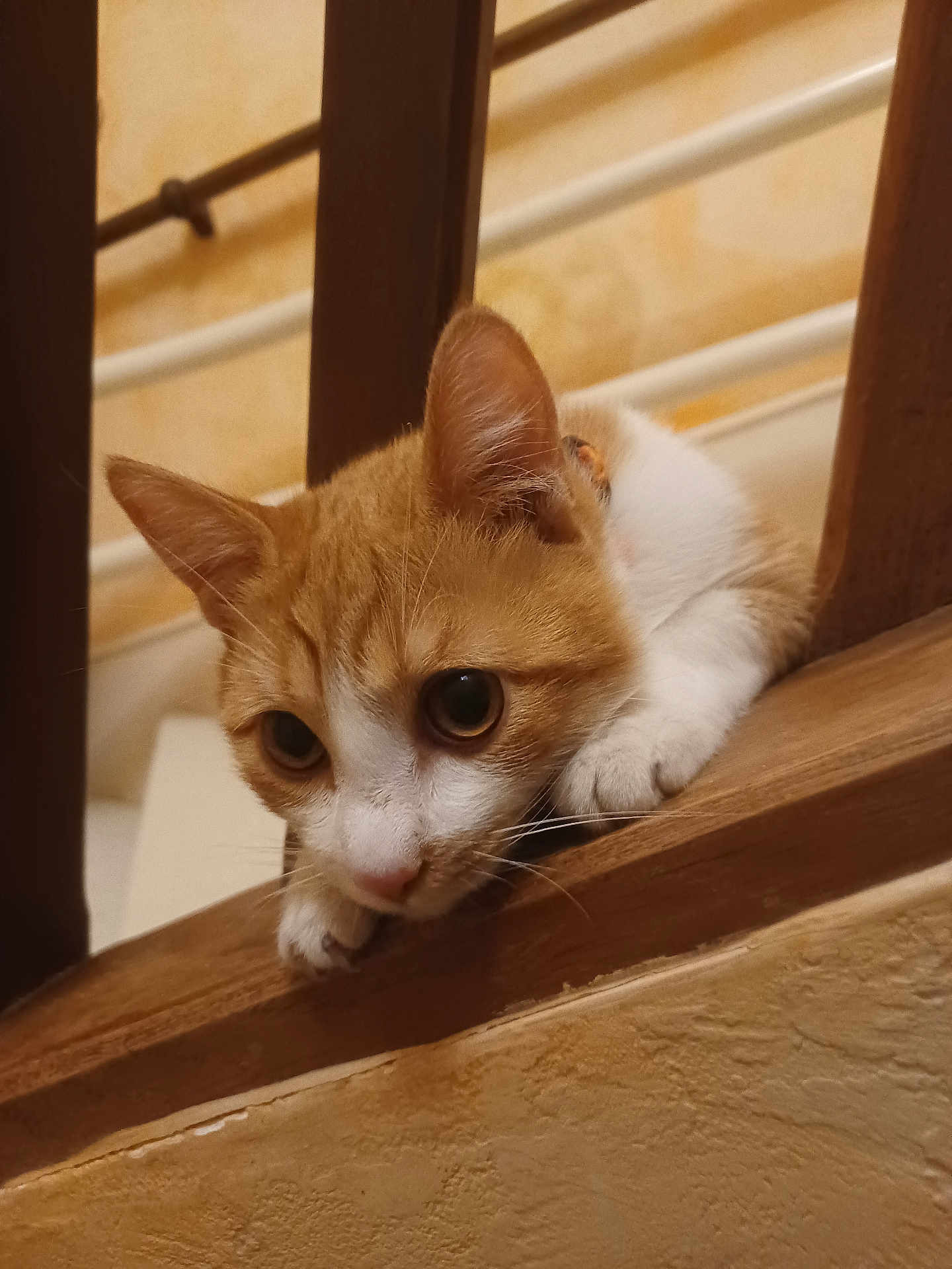 Pikachou participe au concours pour gagner de l'argent avec cette photo : cat, orange_cat, white_cat, pet, animal, curious, wooden_railing, stairs, close_up, indoor, feline, whiskers, paws, ears, cute, domestic_cat, looking_down, resting, young_cat, playful