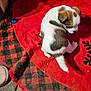 animal, blanket, brown, checkered, cozy, cute, dog, floor, fur, home, indoor, looking_down, pet, puppy, red, resting, shy, small, white, wooden_floor