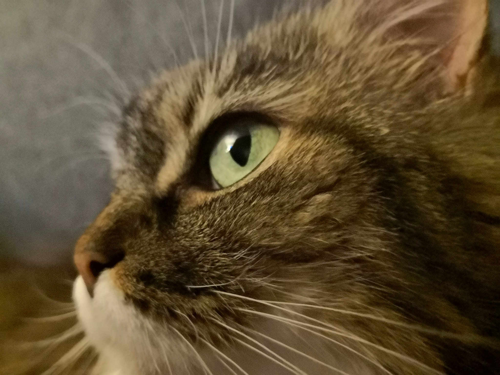 Louloutte