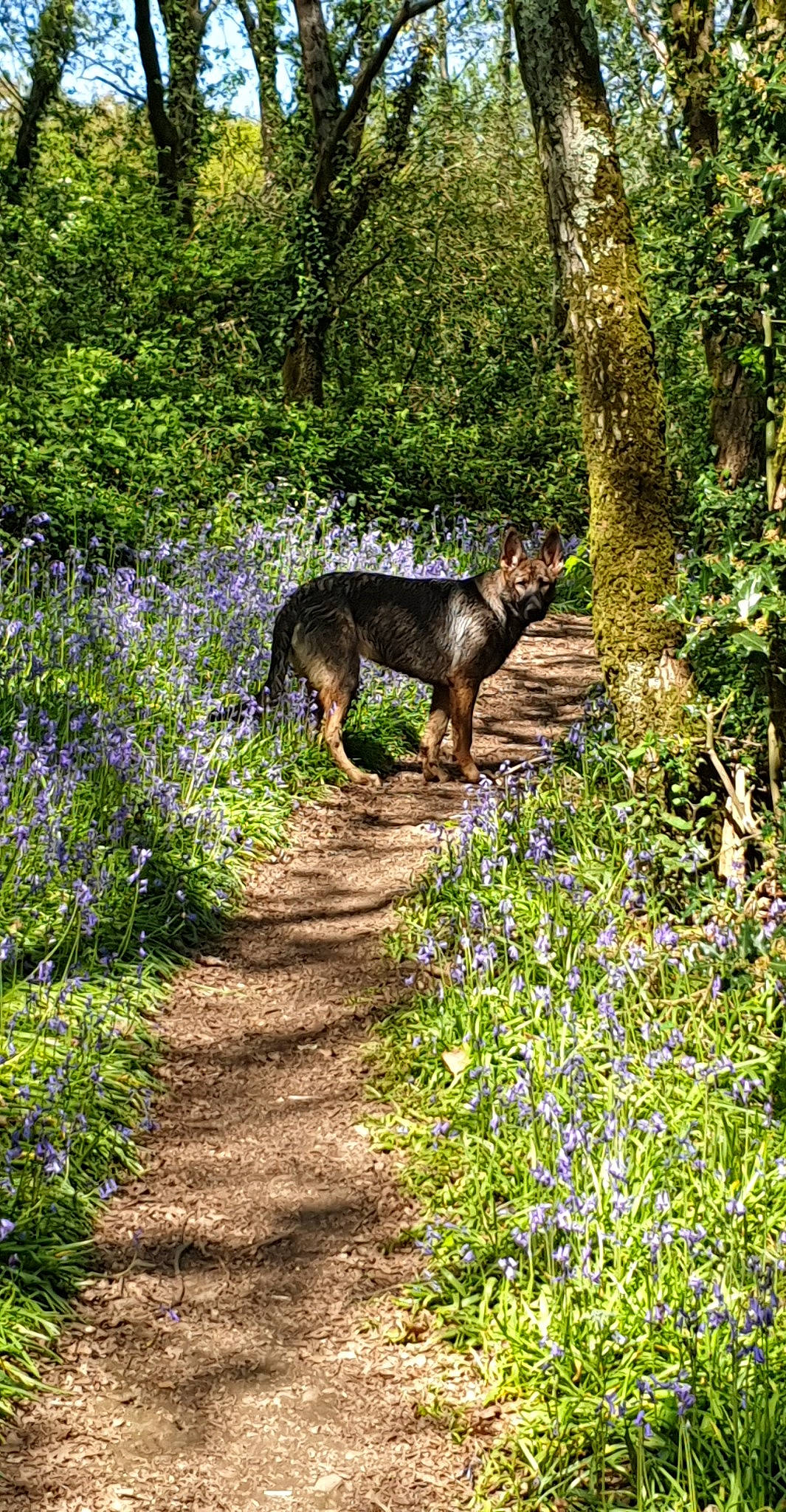 Sun a rejoint le concours — aidez-le/la à gagner de superbes lots ! carnivore, dog, dog_breed, flower, flowering_plant, forest, grass, groundcover, landscape, natural_landscape, plant, plant_community, shrub, subshrub, tail, trail, tree, wood, woodland, working_animal