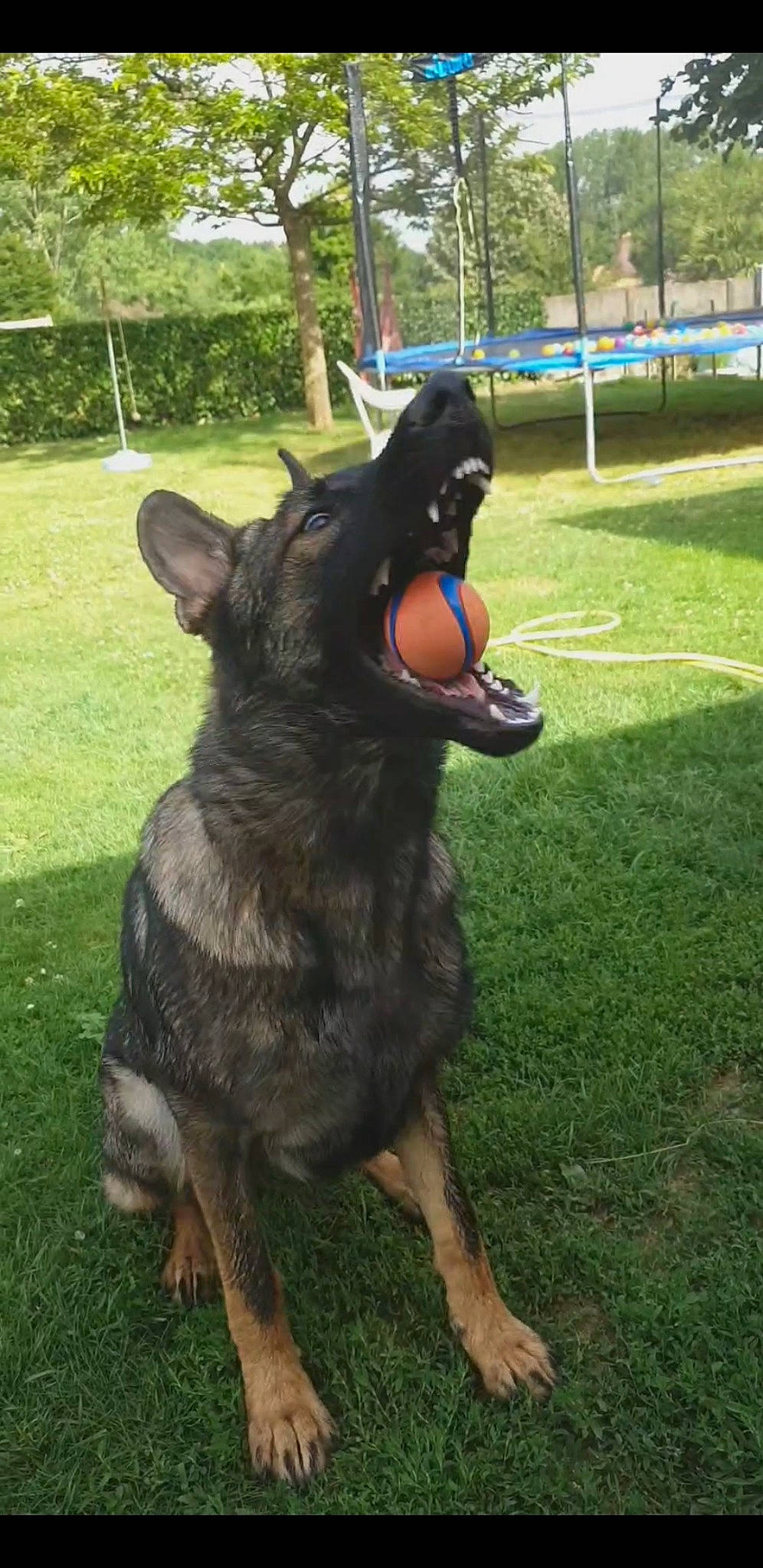 Sun a rejoint le concours — aidez-le/la à gagner de superbes lots ! canidae, carnivore, collar, companion_dog, dog, dog_breed, east_european_shepherd, fawn, german_shepherd_dog, grass, guard_dog, herding_dog, king_shepherd, old_german_shepherd_dog, plant, snout, sporting_group, tail, tree, working_animal