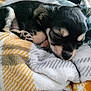 Archie is registered to the contest to win money with this photo: puppy, sleeping, dog, blanket, cozy, cute, fur, resting, animal, pet, snuggled, soft, young, adorable, domestic_animal, closeup, relaxing, indoors, warm, peaceful