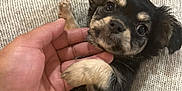 Archie is registered to the contest to win money with this photo: puppy, dog, hand, blanket, knitted, cute, small, pet, fur, lying, cozy, indoor, brown, black, tan, young, animal, portrait, adorable, friendly