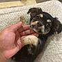puppy, dog, hand, blanket, knitted, cute, small, pet, fur, lying, cozy, indoor, brown, black, tan, young, animal, portrait, adorable, friendly
