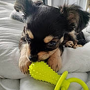 Archie joined the competition — help win amazing prizes! puppy, dog, toy, yellow, blanket, bed, cute, pet, indoor, small_dog, black_and_tan, fur, animal, young, soft_light, close_up, relaxing, home, playful, adorable