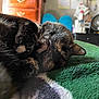 Sassy joined the competition — help win amazing prizes! cat, tortoiseshell, sleeping, paw, furry, cozy, blanket, green, indoor, closeup, pet, domestic_animal, relaxing, fur, whiskers, nap, home, feline, cute, resting