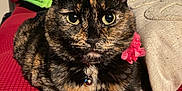 Sassy joined the competition — help win amazing prizes! cat, tortoiseshell, pet, collar, bell, flower, red_blanket, couch, pillow, indoor, feline, closeup, fur, whiskers, ears, eyes, resting, domestic_animal, animal, portrait