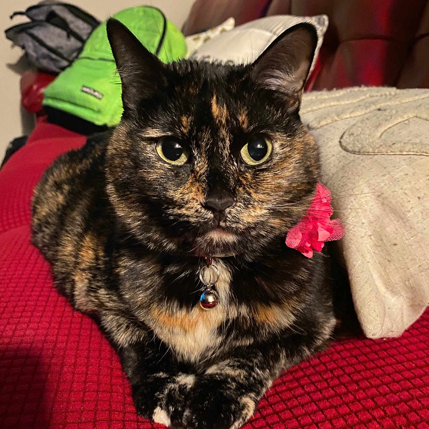 Sassy joined the competition — help win amazing prizes! animal, bell, cat, closeup, collar, couch, domestic_animal, ears, eyes, feline, flower, fur, indoor, pet, pillow, portrait, red_blanket, resting, tortoiseshell, whiskers