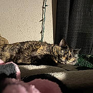 Sassy joined the competition — help win amazing prizes! cat, tortoiseshell, sleeping, blanket, indoor, cozy, resting, pet, feline, fur, curtain, wall, soft_light, bed, comfort, domestic_animal, animal, quiet, relaxation, nap