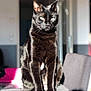 black_cat, cat, pet, animal, indoor, sunlight, fur, whiskers, ears, eyes, reflective_surface, table, chair, blurred_background, domestic_cat, sitting, portrait, mammal, feline, house