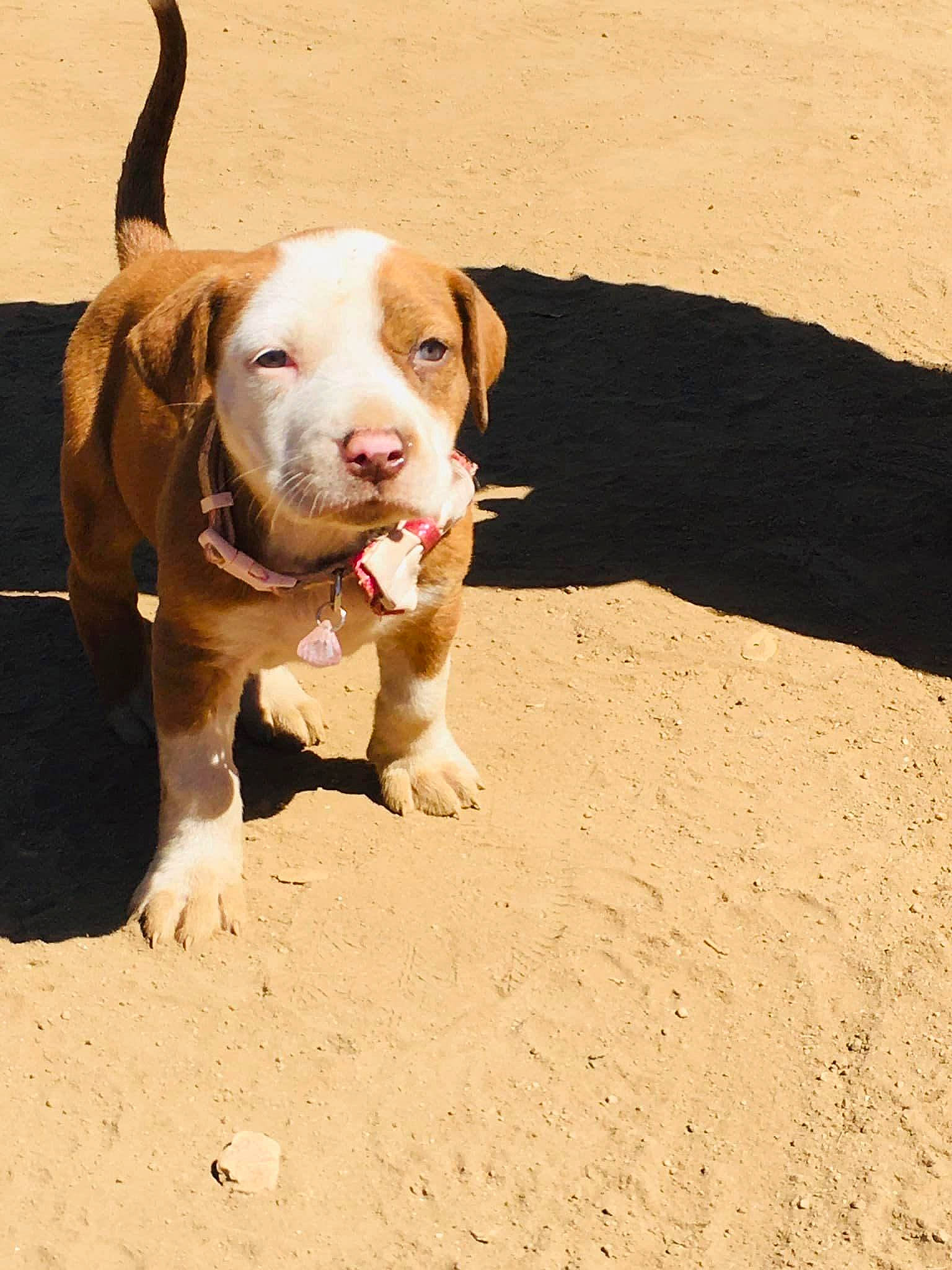 Booger joined the competition — help win amazing prizes! ball, beach, canidae, carnivore, companion_dog, dog, dog_breed, fawn, foot, football, landscape, liver, paw, sand, snout, soil, tail, terrestrial_animal, toy, working_animal