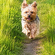Thiago participe au concours pour gagner de l'argent avec cette photo : adorable, animal, canine, daytime, dog, energetic, fur, grass, greenery, happy, nature, outdoor, path, pet, playful, running, small_dog, summer, sunlight, walkway