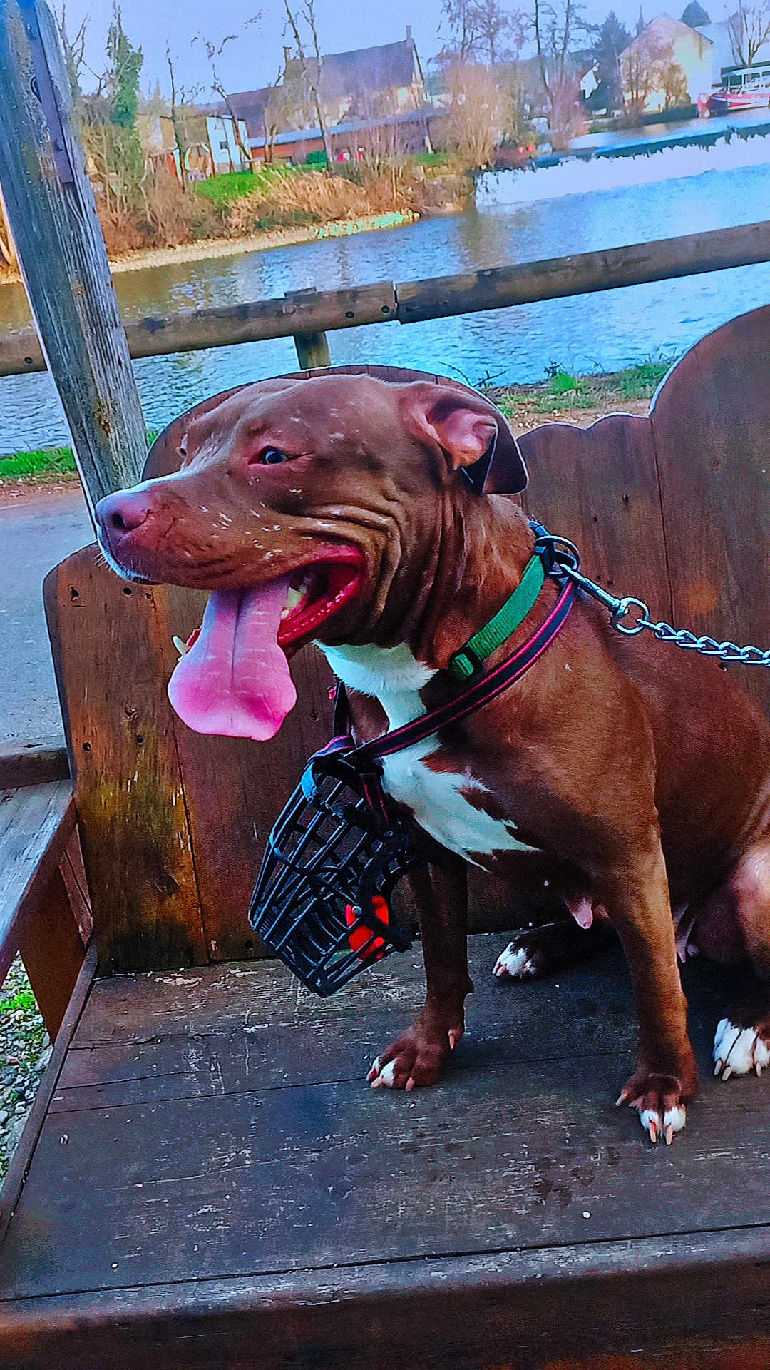 Nounouche participe au concours pour gagner de l'argent avec cette photo : dog, pit_bull, bench, river, waterfront, leash, muzzle, tongue_out, panting, brown_coat, white_chest, collar, chain, wooden_bench, sitting, paws, outdoor, grass, house, trees
