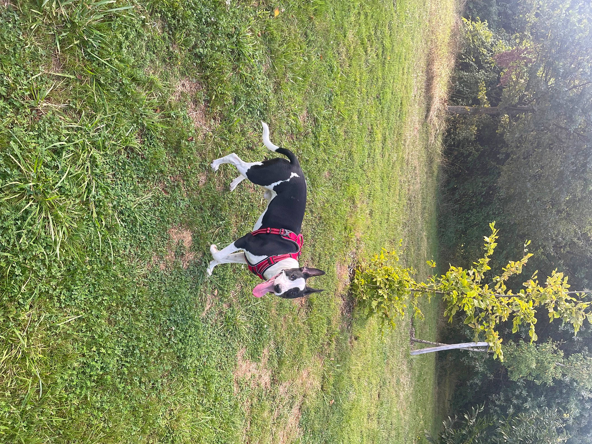 Twix a rejoint le concours — aidez-le/la à gagner de superbes lots ! biome, canidae, carnivore, dog, grass, grass_family, grassland, landscape, leisure, mammal, meadow, natural_landscape, people_in_nature, plant, recreation, shrub, sporting_group, tree, vegetation, water