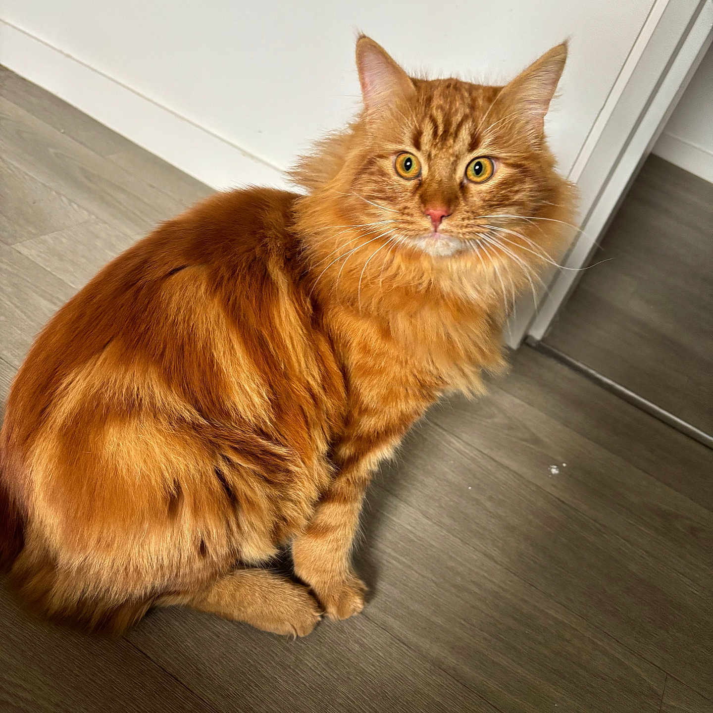 Venom a rejoint le concours — aidez-le/la à gagner de superbes lots ! abyssinian, angora, animal, cat, hardwood, indoors, interiordesign, kitten, manx, pet, plywood, stainedwood, wood