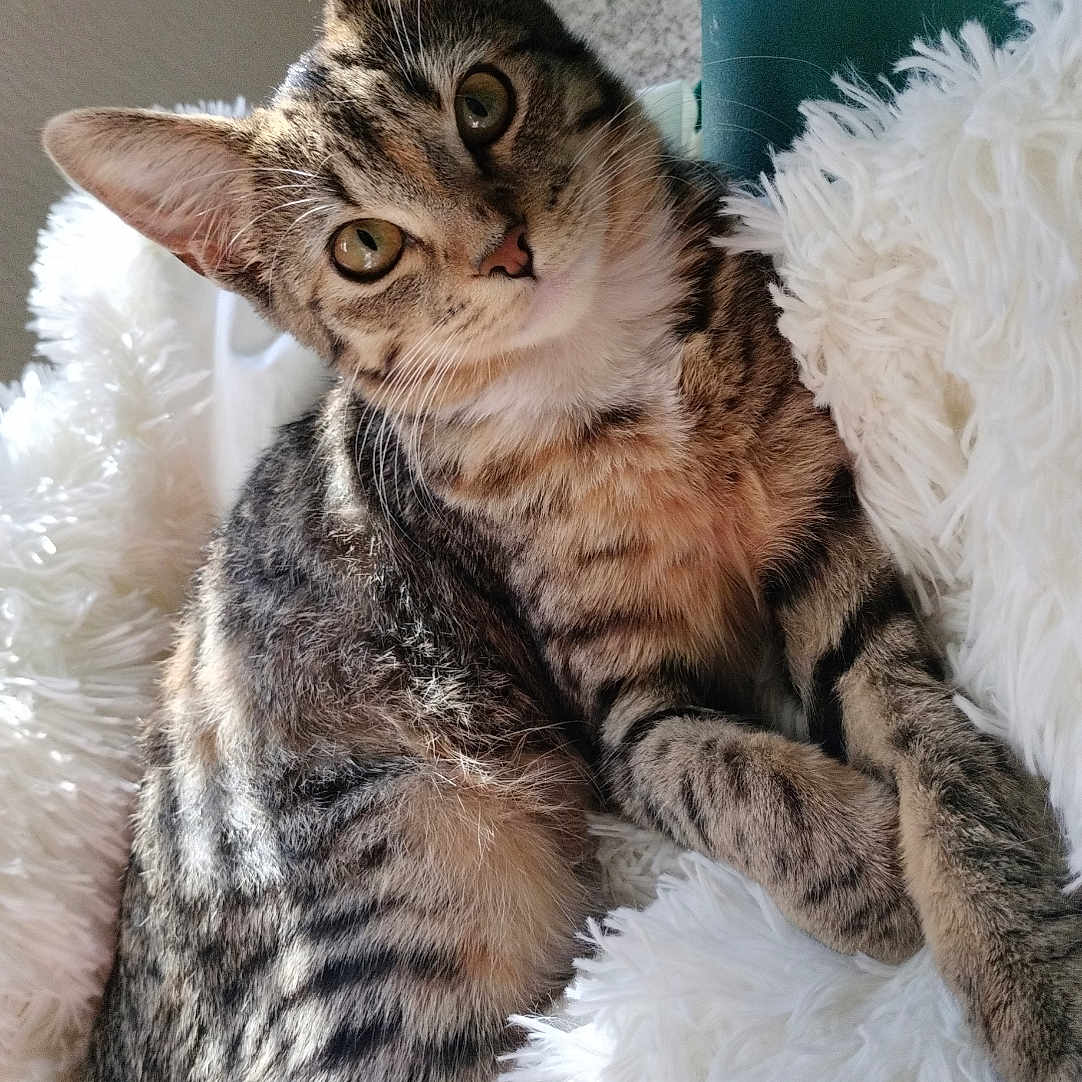 Katy