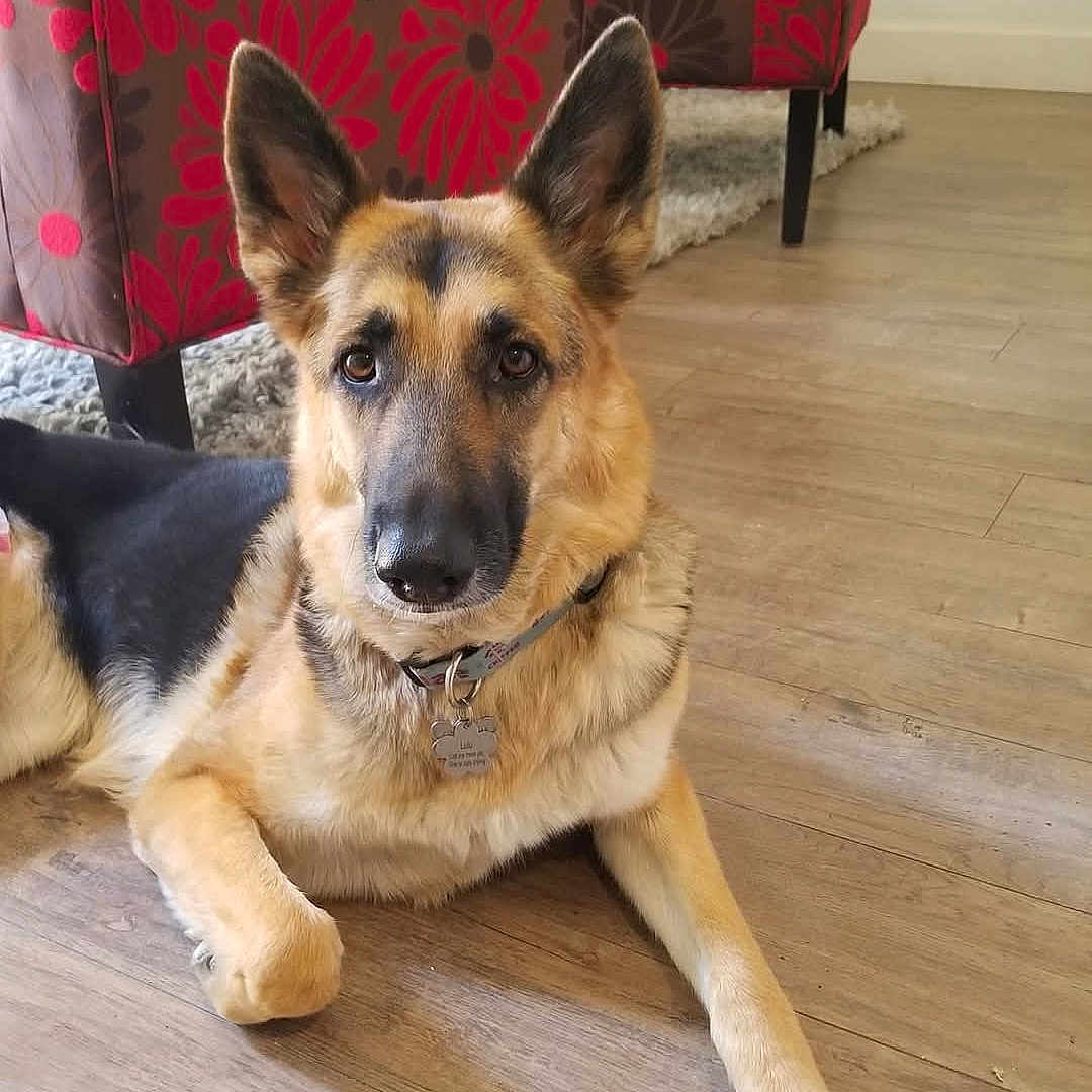 Lulu is registered to the contest to win money with this photo: animal, armchair, canine, chair, couch, cushion, dog, furniture, germanshepherd, hardwood, homedecor, indoors, interiordesign, pet, puppy, snout, wood