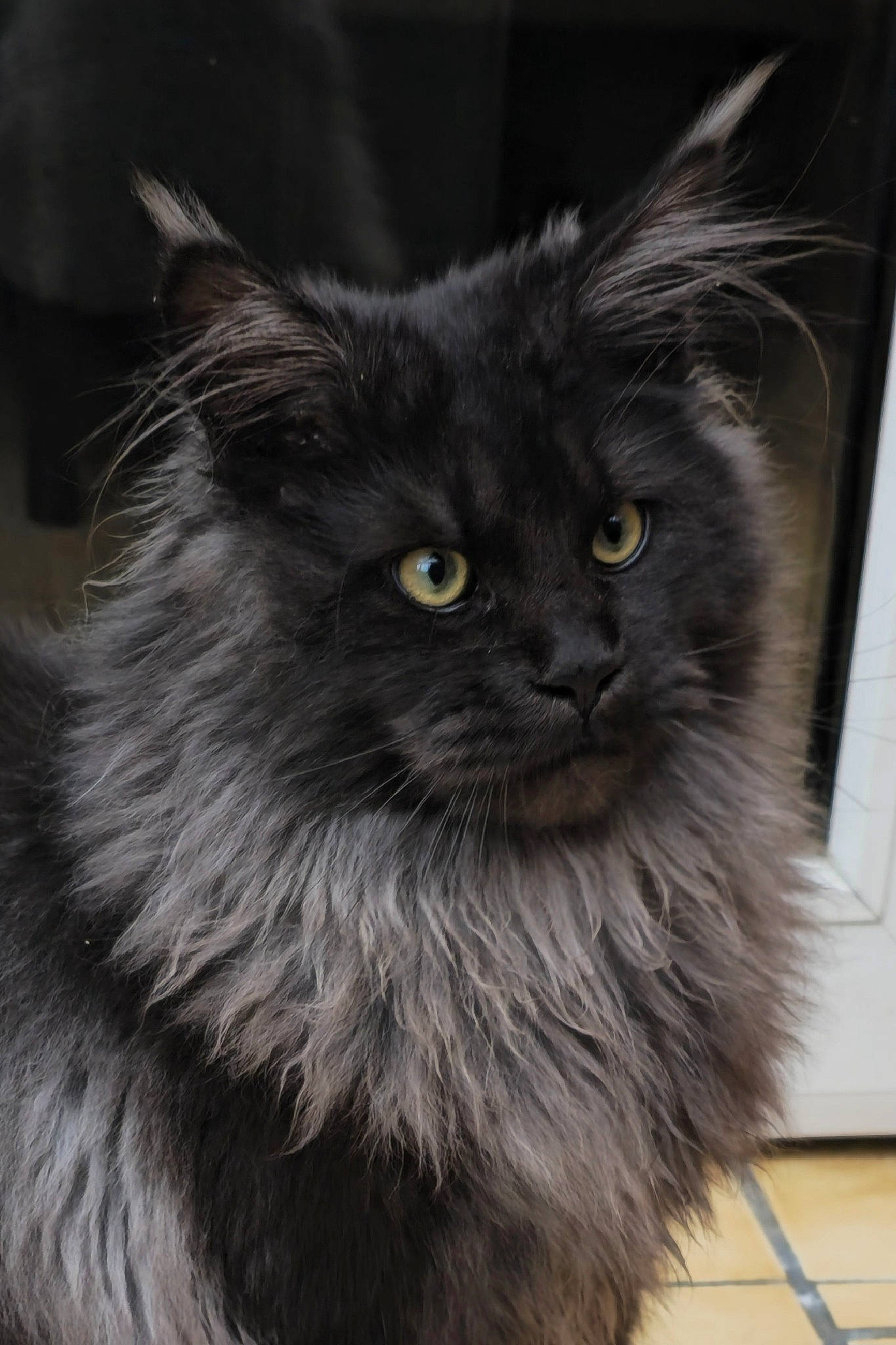 Ulk a rejoint le concours — aidez-le/la à gagner de superbes lots ! british_longhair, carnivore, cat, felidae, fur, grey, mammal, monochrome_photography, small_to_medium_sized_cats, snout, terrestrial_animal, whiskers