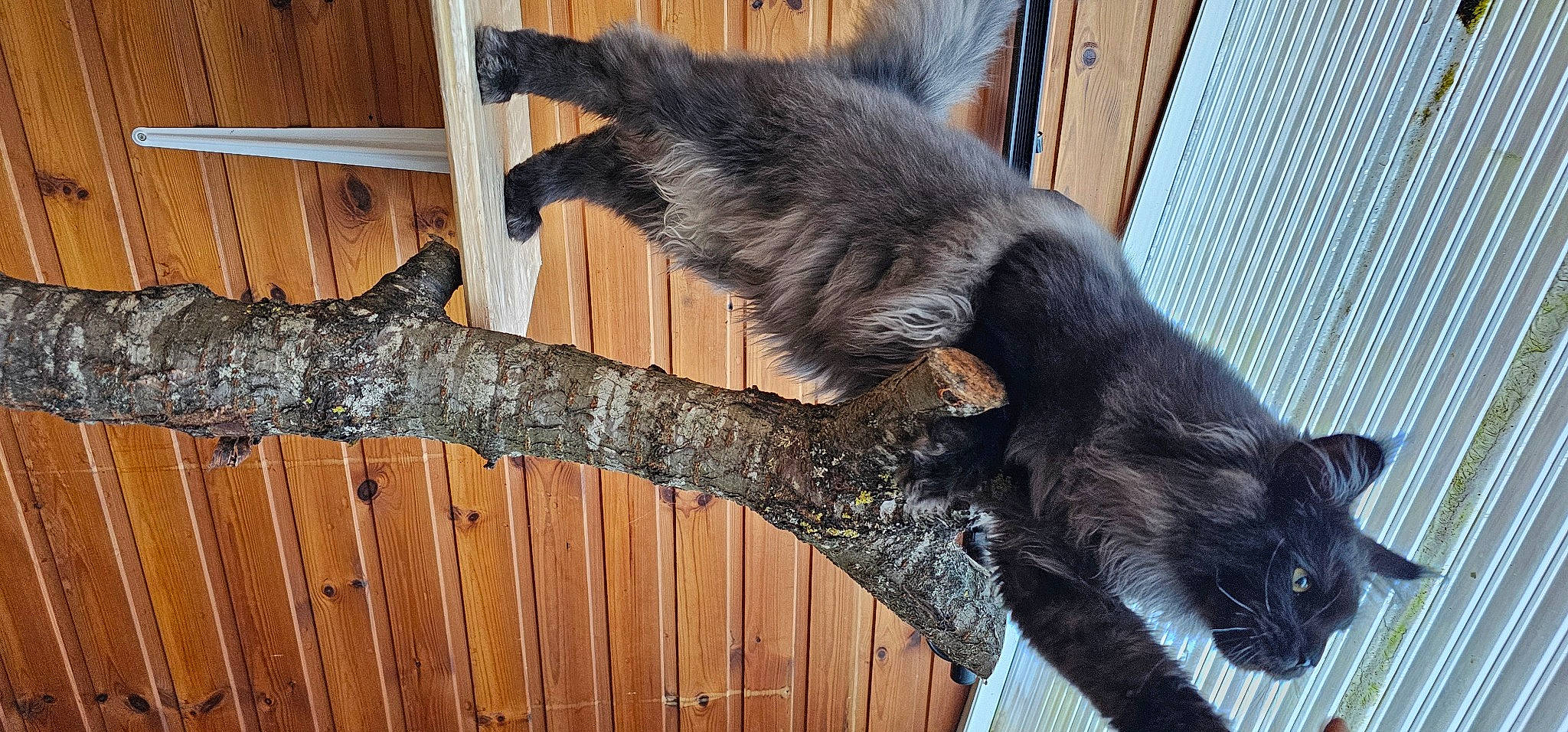 Ulk a rejoint le concours — aidez-le/la à gagner de superbes lots ! black_cat, canidae, carnivore, cat, claw, dog_breed, domestic_short_haired_cat, felidae, fur, hardwood, natural_material, plant, small_to_medium_sized_cats, sporting_group, tail, terrestrial_animal, trunk, twig, whiskers, wood