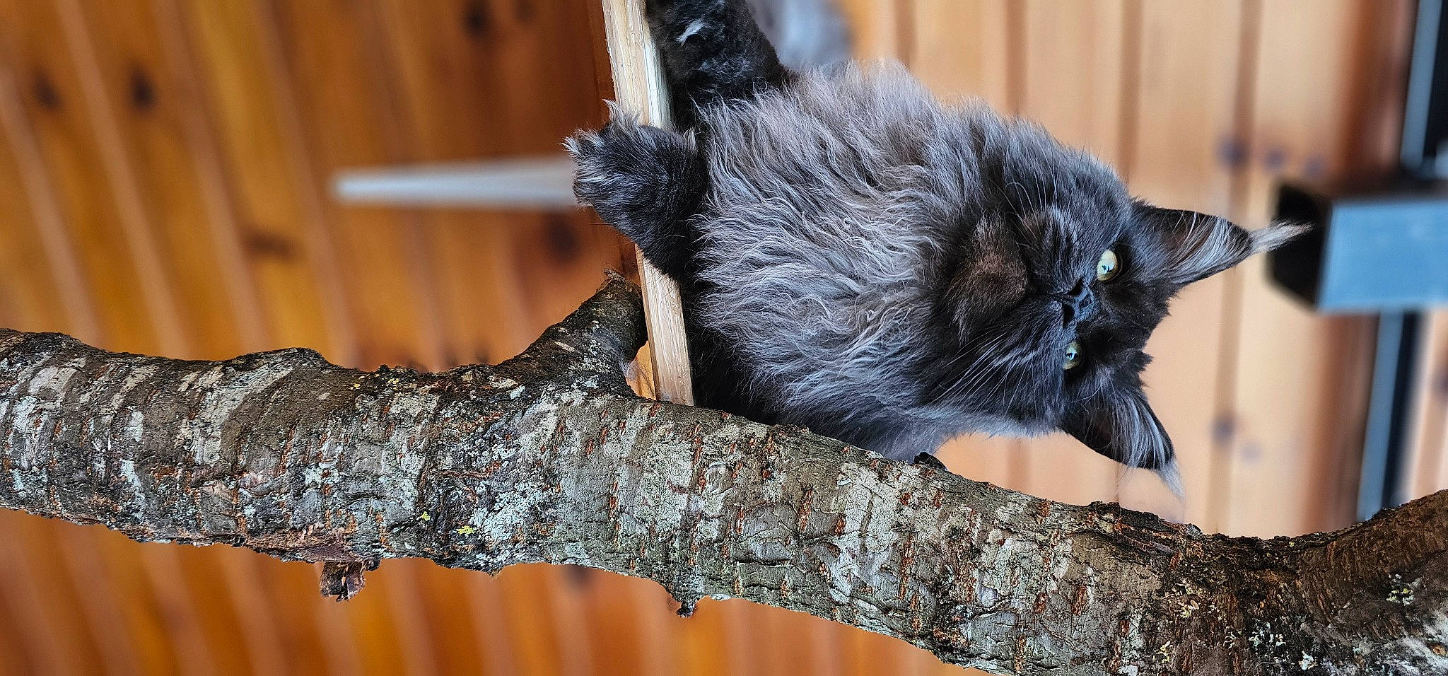 Ulk participe au concours pour gagner de l'argent avec cette photo : carnivore, cat, claw, domestic_short_haired_cat, felidae, fur, plant, small_to_medium_sized_cats, snout, tail, terrestrial_animal, tree, trunk, twig, whiskers, wood