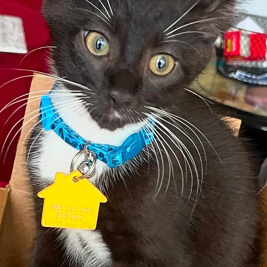 Woodstock joined the competition — help win amazing prizes! abyssinian, accessories, animal, architecture, blackcat, box, building, cardboard, carton, cat, collar, couch, furniture, indoors, kitten, livingroom, manx, pet, room, strap