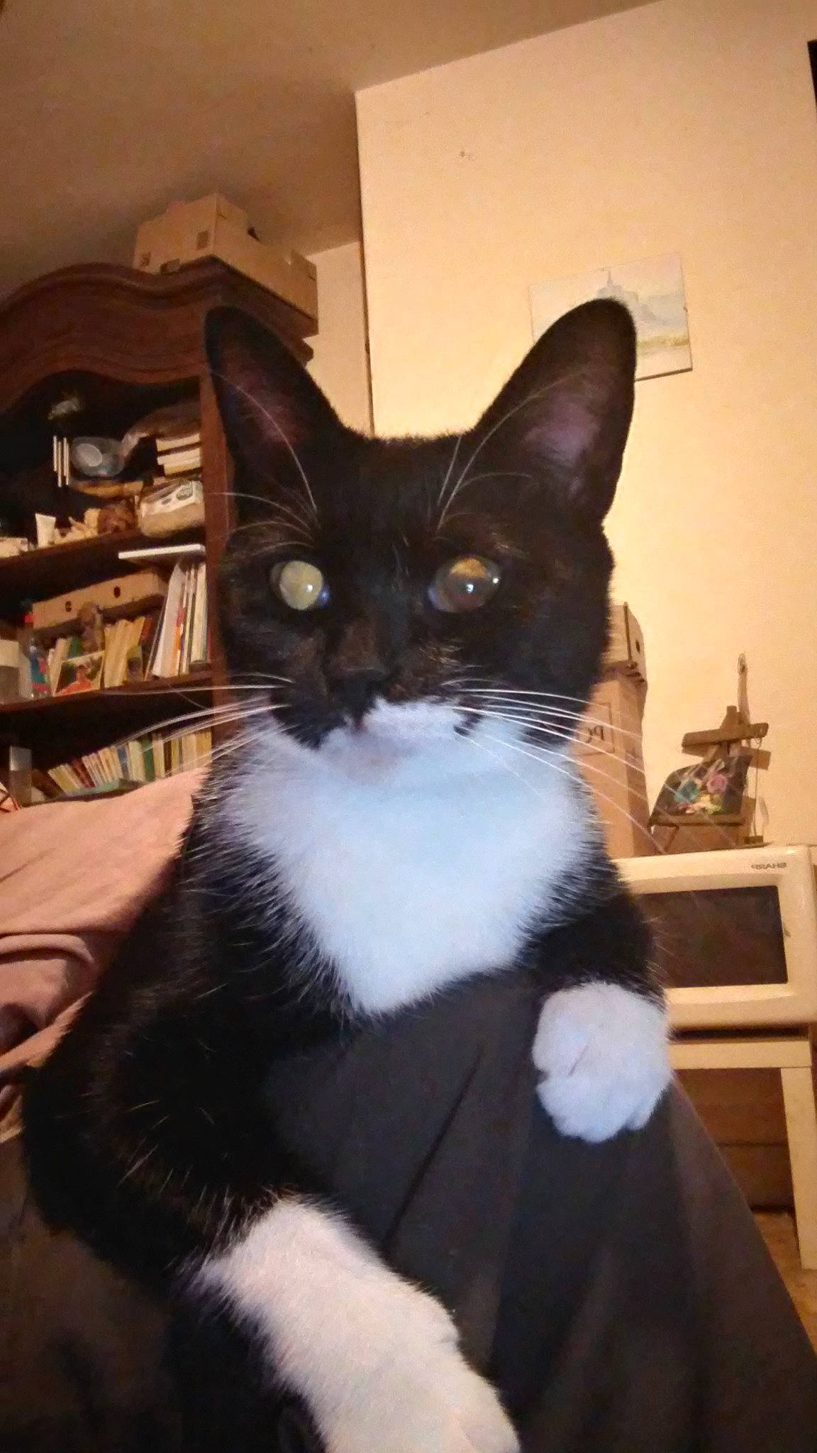 Rustine a rejoint le concours — aidez-le/la à gagner de superbes lots ! asian, black_cat, carnivore, cat, domestic_short_haired_cat, felidae, fur, german_rex, kitten, mammal, polydactyl_cat, small_to_medium_sized_cats, tail, whiskers