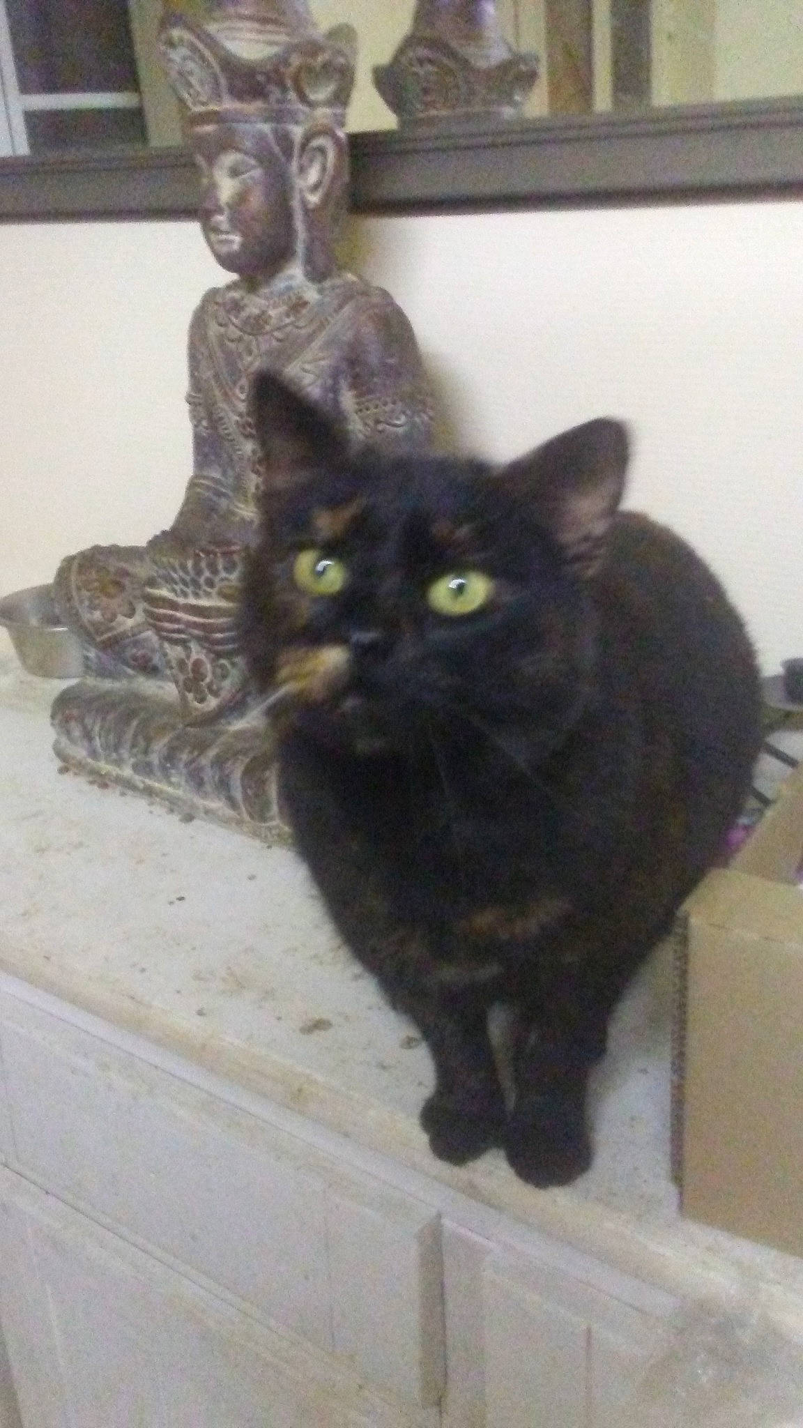 Galipette a rejoint le concours — aidez-le/la à gagner de superbes lots ! asian, black_cat, bombay, burmese, carnivore, cat, domestic_short_haired_cat, european_shorthair, felidae, german_rex, havana_brown, korat, mammal, polydactyl_cat, small_to_medium_sized_cats, tail, whiskers