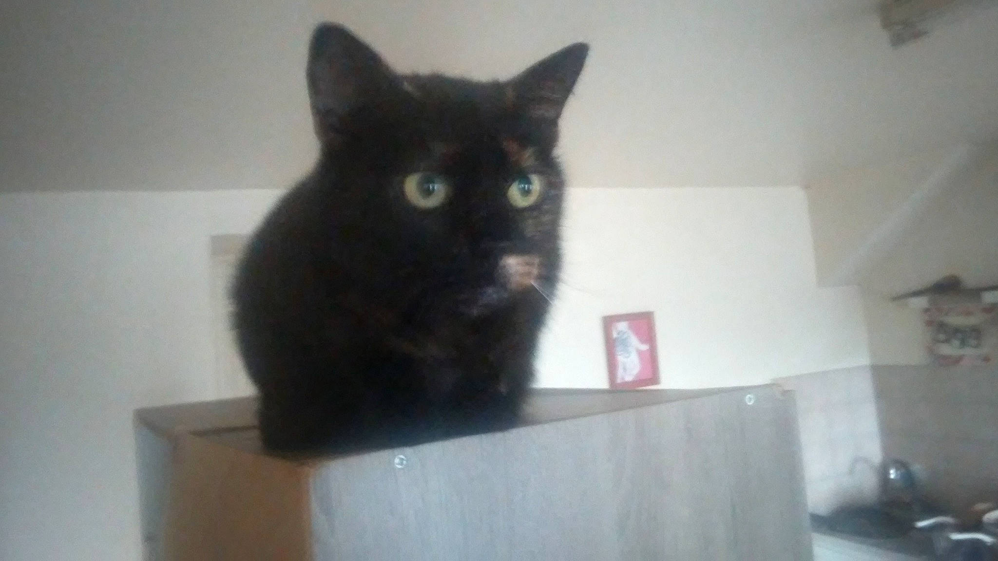 Galipette a rejoint le concours — aidez-le/la à gagner de superbes lots ! asian, black_cat, bombay, carnivore, cat, chartreux, domestic_short_haired_cat, european_shorthair, eye, felidae, iris, kitten, korat, mammal, ojos_azules, polydactyl_cat, small_to_medium_sized_cats, tail, turkish_angora, whiskers