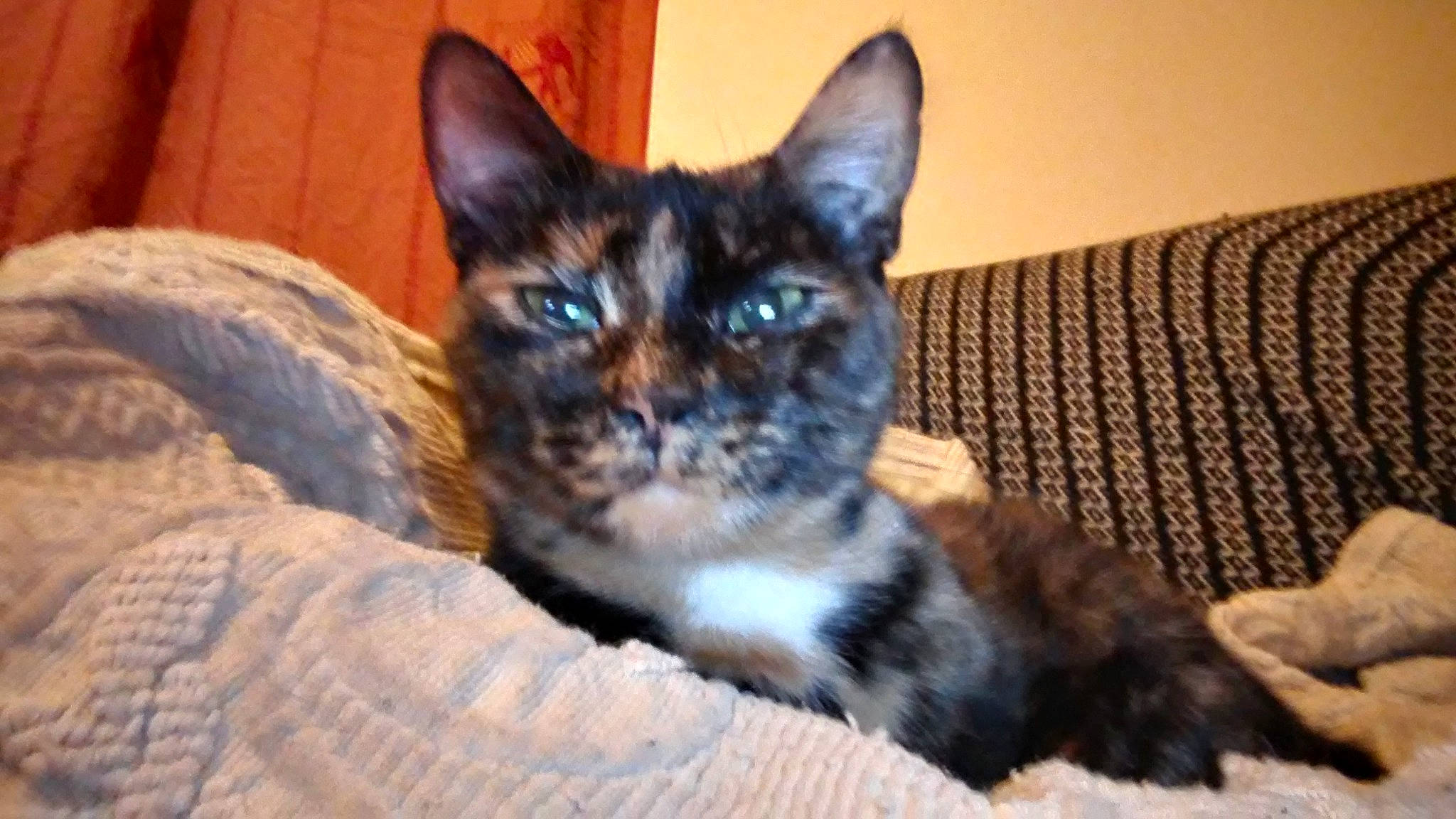 Bunny a rejoint le concours — aidez-le/la à gagner de superbes lots ! aegean_cat, american_wirehair, asian, california_spangled, carnivore, cat, domestic_short_haired_cat, european_shorthair, eye, felidae, german_rex, kitten, mammal, ojos_azules, polydactyl_cat, small_to_medium_sized_cats, snout, tabby_cat, vertebrate, whiskers