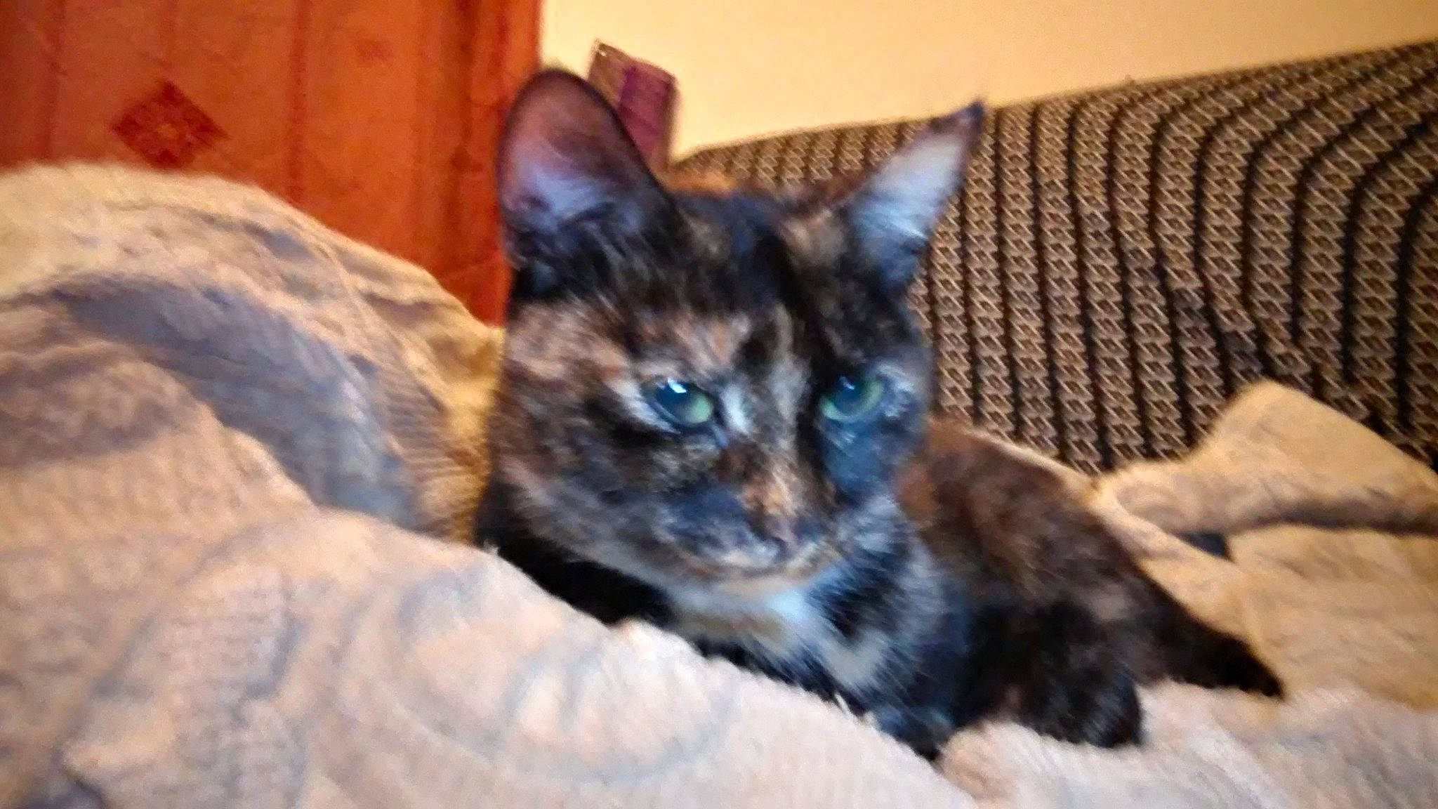 Bunny participe au concours pour gagner de l'argent avec cette photo : asian, carnivore, cat, devon_rex, domestic_short_haired_cat, dragon_li, ear, european_shorthair, eye, felidae, fur, german_rex, kitten, mammal, ojos_azules, oriental_longhair, small_to_medium_sized_cats, snout, vertebrate, whiskers