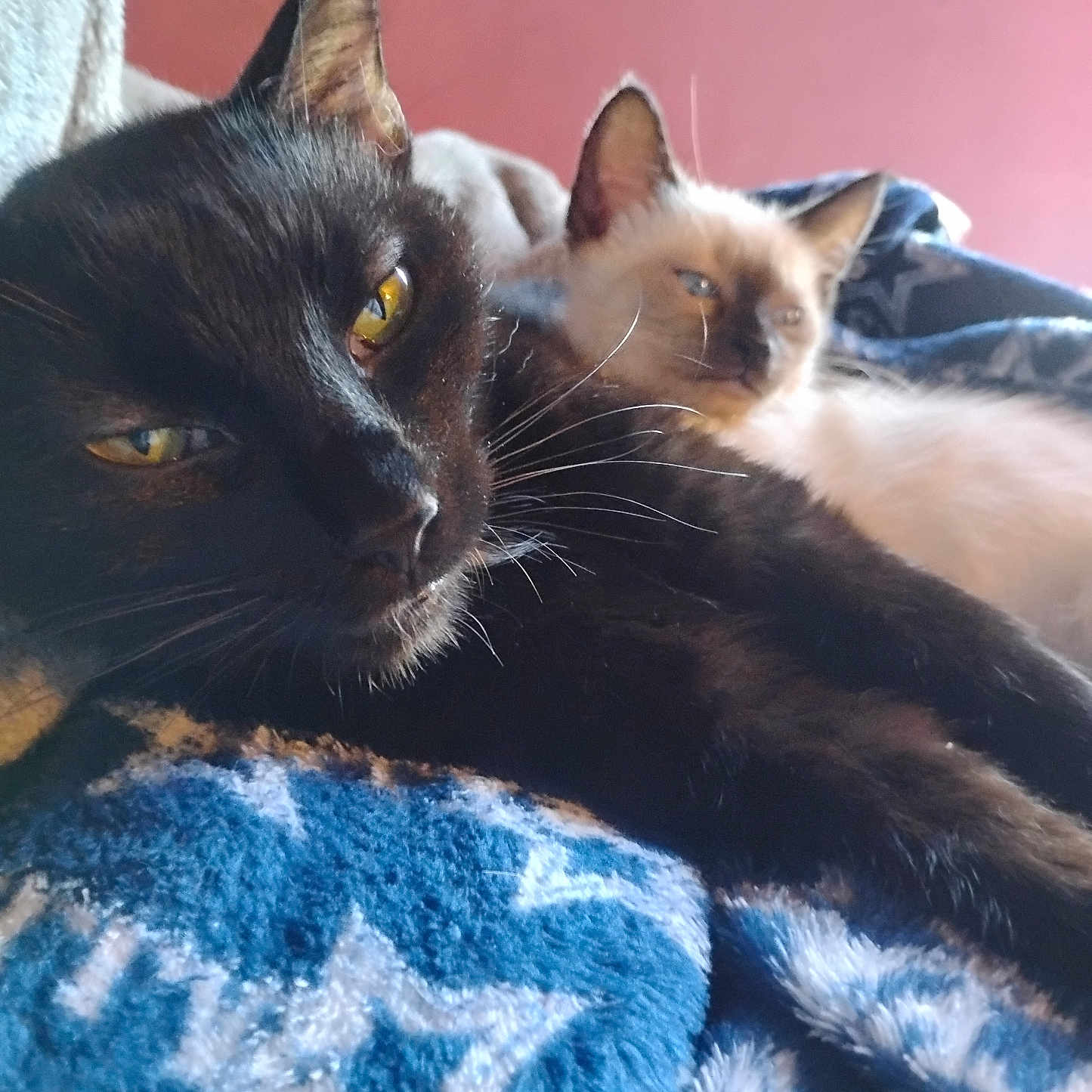 Harlow And Lilly is registered to the contest to win money with this photo: animal, black_cat, blanket, blue_blanket, cat, closeup, cozy, cream_cat, domestic_animal, eyes, feline, fur, indoor, laying_down, pets, relaxing, resting, star_pattern, warm_light, whiskers