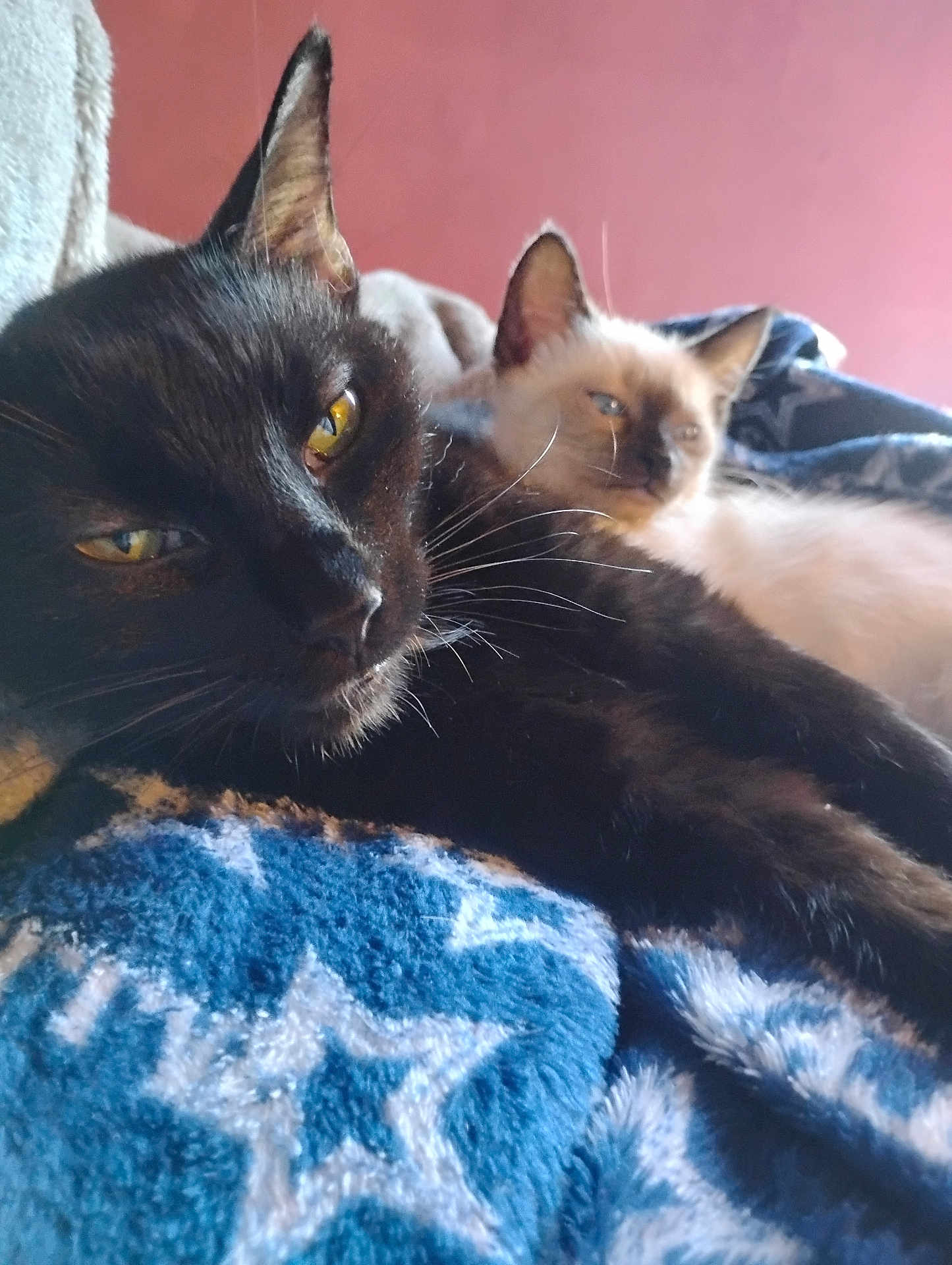 Harlow And Lilly