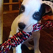 Bella is registered to the contest to win money with this photo: puppy, dog, black_and_white, rope_toy, indoor, wooden_floor, playful, pet, young_dog, chewing, curious, animal, domestic, fur, ears, flooring, toy, close_up, sitting, cute