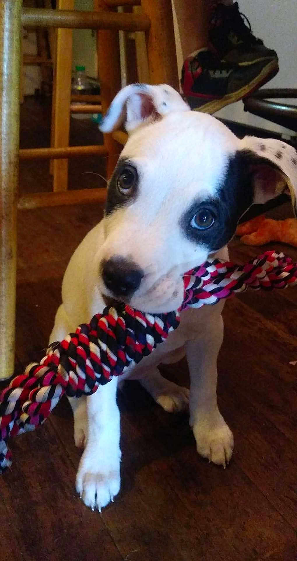 Bella