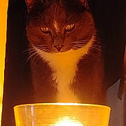 Albert is registered to the contest to win money with this photo: cat, animal, pet, candle, glass, light, shadow, indoor, closeup, whiskers, fur, eyes, white_chest, dark_background, warm_light, orange_glow, mystery, quiet, still_life, portrait