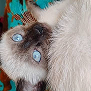Harlow is registered to the contest to win money with this photo: cat, siamese_cat, blue_eyes, fur, whiskers, ear, close_up, pet, animal, cute, lying_down, blanket, indoor, soft_texture, curious, portrait, feline, cozy, domestic_animal, relaxed