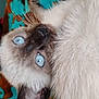 animal, blanket, blue_eyes, cat, close_up, cozy, curious, cute, domestic_animal, ear, feline, fur, indoor, lying_down, pet, portrait, relaxed, siamese_cat, soft_texture, whiskers