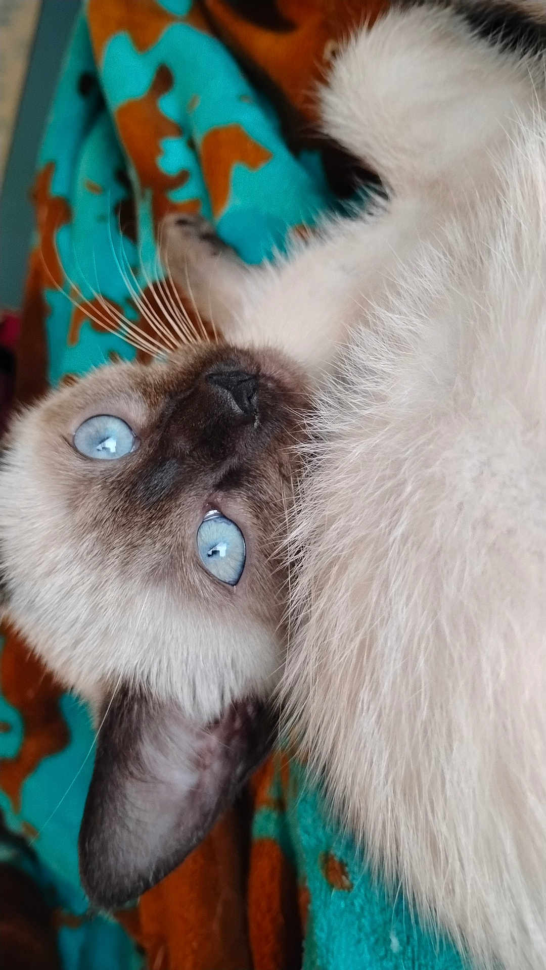 Harlow is registered to the contest to win money with this photo: cat, siamese_cat, blue_eyes, fur, whiskers, ear, close_up, pet, animal, cute, lying_down, blanket, indoor, soft_texture, curious, portrait, feline, cozy, domestic_animal, relaxed