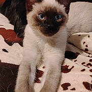 Harlow is registered to the contest to win money with this photo: animal, black_cat, blanket, blue_eyes, cat, close_up, cozy, ears, feline, fur, indoor, kitten, paws, pet, relaxed, resting, siamese_cat, spotted_pattern, stretching, whiskers