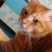 Garfield joined the competition — help win amazing prizes! animal, bedroom, blanket, blue_book, cat, close_up, ears, eyes, feline, fluffy, fur, ginger, indoor, lying_down, orange_cat, pet, portrait, relaxed, tabby, whiskers